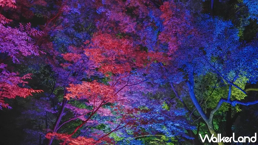 ▲整片樹林染上絢麗迷幻的紫紅與藍綠光芒,當遠處人群靠近時光點隨之連動起伏,空氣中瀰漫著無比浪漫的夜間氛圍。圖/teamLab提供;窩客島整理