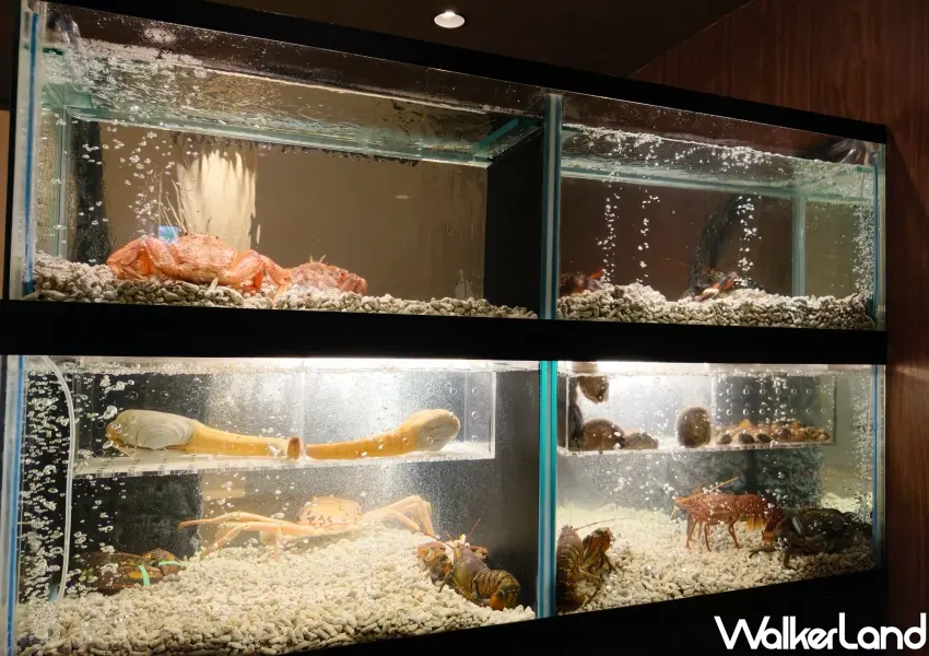 ▲店內設置活體水族箱現流供應帝王蟹與龍蝦等多種生猛海鮮,提供台北饕客極致新鮮的頂級海鮮火鍋體驗。(攝影:鄭雅之)