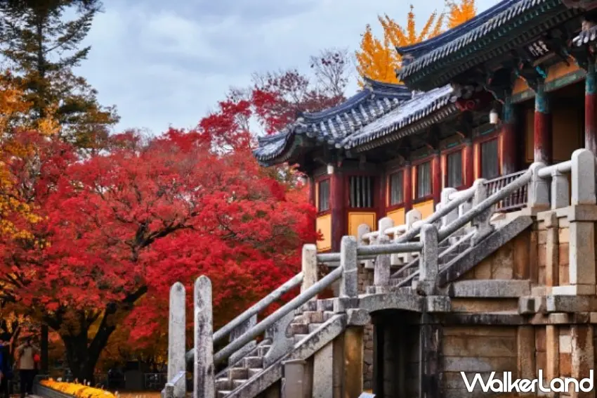 ▲古色古香的韓屋建築配上滿滿火紅楓樹,漫步在古蹟步道旁感受濃濃秋意,浪漫氛圍感直接幫你拉到最滿。圖/可樂旅遊提供;窩客島整理