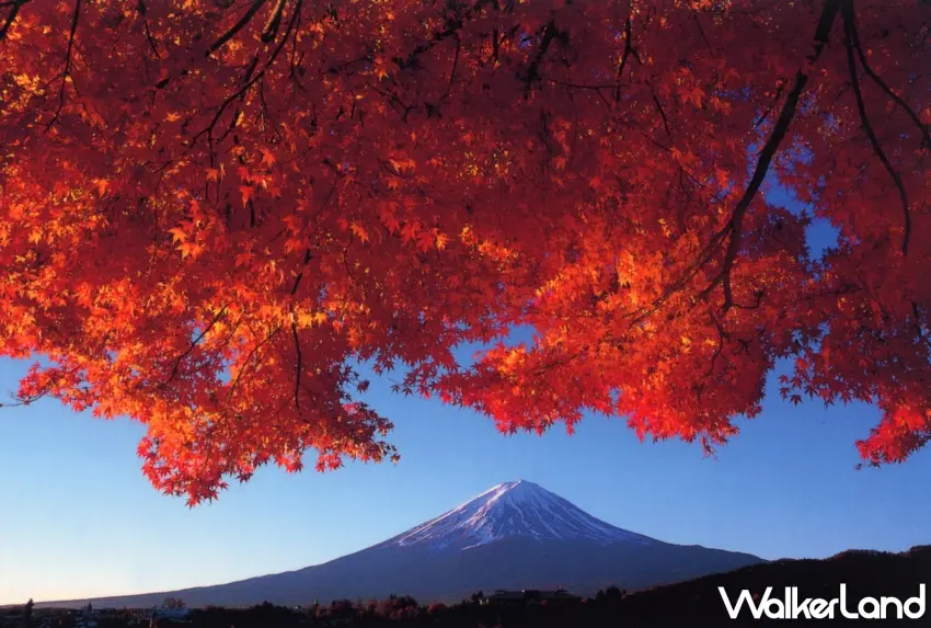 ▲河口湖最夢幻的追楓視角!滿天火紅楓葉與覆雪的富士山同框,這畫面美得像明信片,絕對是今年秋天必造訪的打卡景點。圖/可樂旅遊提供;窩客島整理