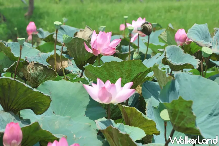 ▲嬌豔花瓣與可愛蓮蓬在池中相映成趣,清晨前來賞花拍照最能感受愜意浪漫的生活步調。圖/新北市政府高灘地工程管理處提供;窩客島整理