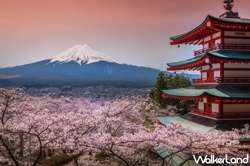▲富士山下的粉紅櫻花海夢幻爆表,搭配古色古香的朱紅色五重塔,美到讓人停不下快門,快趁優惠搶機票卡位春季賞櫻美景。圖/雄獅旅遊提供;窩客島整理