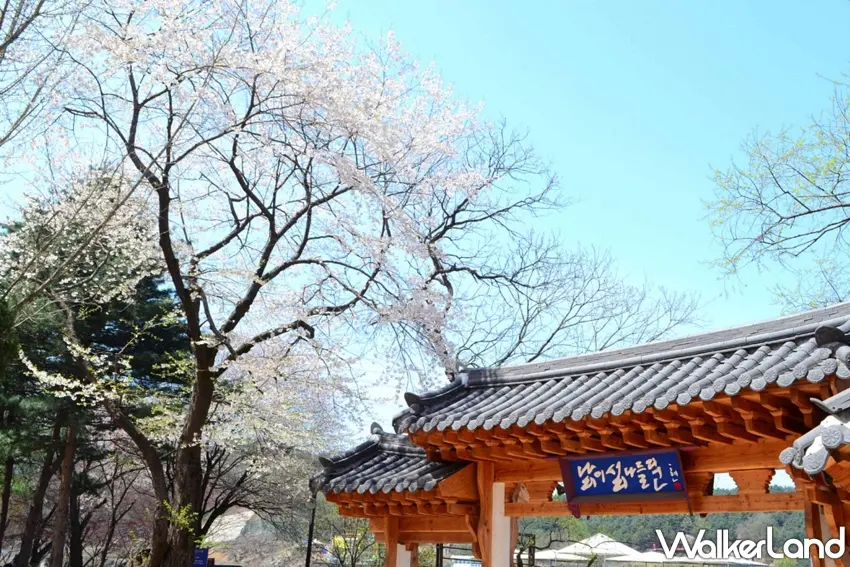 ▲古意盎然的韓式建築木門前,綻放著盛開的粉白櫻花樹,透著藍天陽光,光是看著就讓人想立刻飛去韓國享受微風吹過的花吹雪浪漫。圖/雄獅旅遊提供;窩客島整理