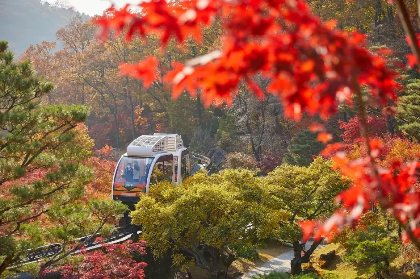 ▲京畿道廣州和談林設有無障礙高架單軌列車,方便旅客輕鬆穿梭在紅葉林冠層之間。