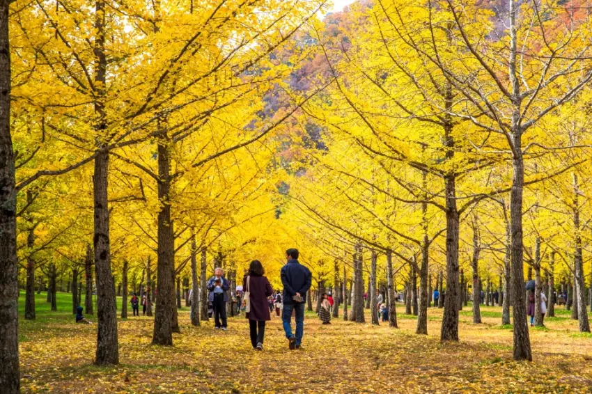 ▲洪川銀杏樹林由2,000棵排列整齊的銀杏樹組成,到了秋天便會化身為一片耀眼的金黃隧道。