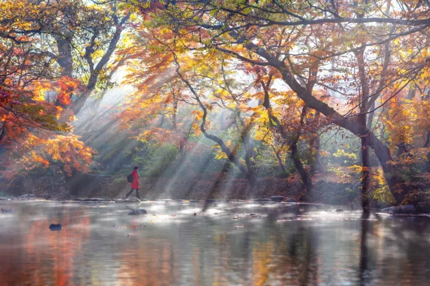 ▲千年古剎高昌禪雲寺旁的兜率川,清澈溪水倒映著兩岸火紅楓葉,展現極具禪意的秋景。