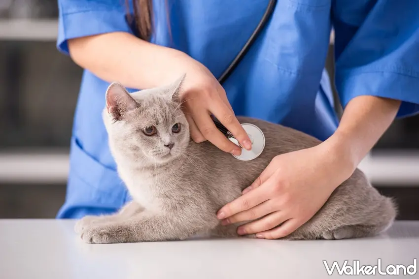 ▲毛孩每天吃得下又跑得動,也別忘了定期確認健康狀況。從成年到熟齡、老齡,隨著年紀增加調整健檢頻率,才能持續掌握身體變化。圖/法國皇家提供;窩客島整理