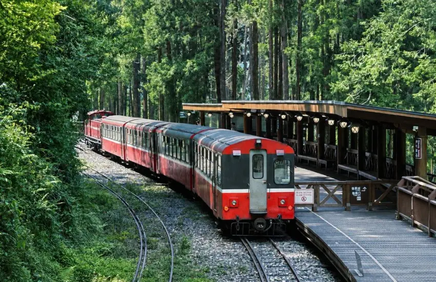 ▲結合高山森林、千年神木、日落雲海和森林火車吸引準新人走進山林記錄幸福時刻。