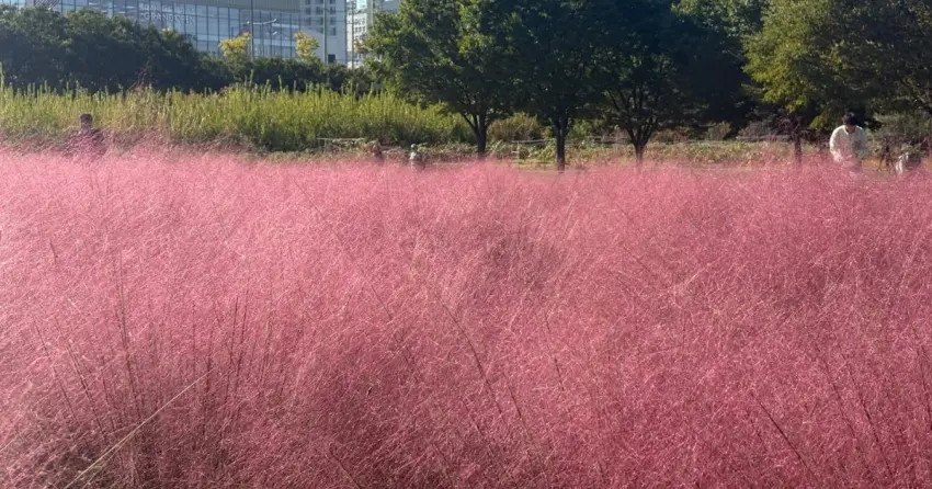 被粉紅花海暴擊！首爾近郊絕美「粉黛亂子草」免費拍，秋季最佳花期、交通攻略一次看