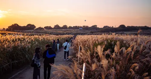 只有七天！2026首爾紫芒節週末登場，數萬坪銀白芒草海免費拍爆、加碼燈光秀與手作市集