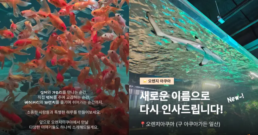 ▲店內養殖多樣水生生物,連鯊魚與魟魚都能近距離欣賞牠們優雅游動的身影。