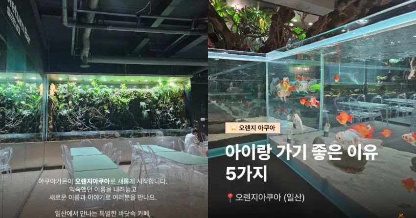 ▲不只看魚還能餵魚!韓京畿道「千坪水族館咖啡廳」IG爆紅,邊吃澎湃早午餐邊賞鯊魚悠遊