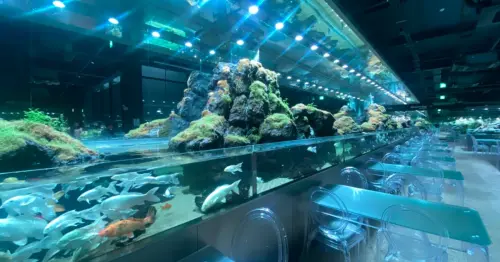 不只看魚還能餵魚！韓京畿道「千坪水族館咖啡廳」IG爆紅，邊吃澎湃早午餐邊賞鯊魚悠遊
