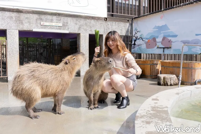 ▲拿著新鮮牧草靠近,看著水豚君呆萌踏著小步前來討食,溫熱又有些粗糙的手感摸起來超撫慰人心,瞬間卸下所有日常壓力。 圖/宜蘭綠舞國際觀光飯店提供;窩客島整理