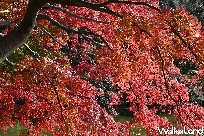 ▲整片楓葉紅到讓人捨不得移開視線。町田藥師池公園進入秋季,枝頭上層層交疊的紅色與橘紅色楓葉,搭配陽光穿透葉片的光影,隨手取景就充滿濃濃日本秋日氛圍。喜歡拍攝楓葉特寫的人,這樣的景色絕對值得多停留一下。圖/町田藥師池公園提供;窩客島整理