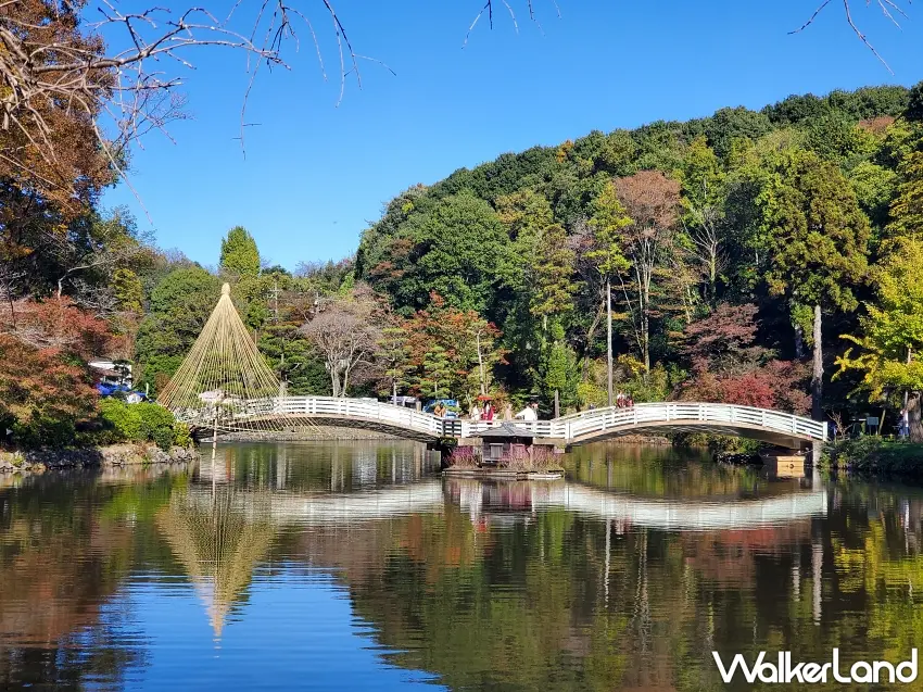 ▲白天的町田藥師池公園也很值得慢慢逛。橫跨池面的白色拱橋,搭配周圍逐漸轉色的秋季樹林,連平靜湖面都映出滿滿綠意與秋色。走上小橋欣賞池畔風景,再沿著園區散步拍照,感受東京近郊悠閒的秋日氣息。圖/町田藥師池公園提供;窩客島整理