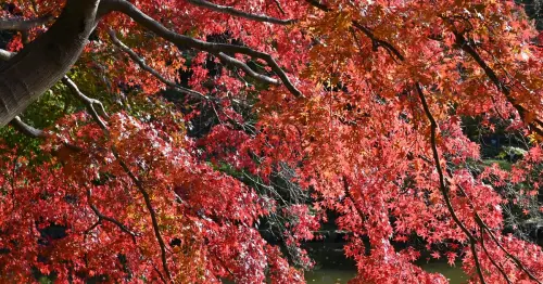 東京賞楓美到像仙境！町田藥師池公園紅葉祭10月31日登場，夜間點燈搭配夢幻雲海，免費導覽一次看