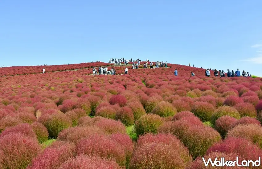 ▲從山腳一路延伸到山頂的紅色毛球海洋,在湛藍天空下顯得格外亮眼,隨風搖曳的紅嫩姿態吸引超多遊客前來朝聖打卡。圖/國營常陸海濱公園提供;窩客島整理