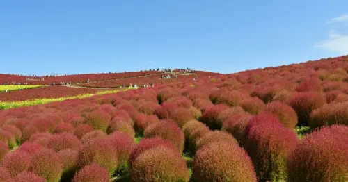 日本秋天最美紅色山丘登場！茨城4萬株掃帚草全面轉紅，整片山坡變絨毛地毯，最佳賞景時間只到10月20日