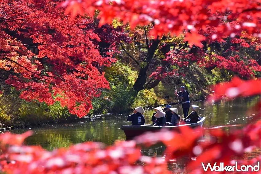 ▲整片火紅楓葉把弘前公園護城河染成秋天最浪漫的風景!搭上期間限定紅葉觀光船,沿著水道慢慢欣賞兩岸紅葉,還能從不同角度捕捉楓葉倒映水面的美景,絕對是青森賞楓不能錯過的體驗。圖/弘前市提供;窩客島整理