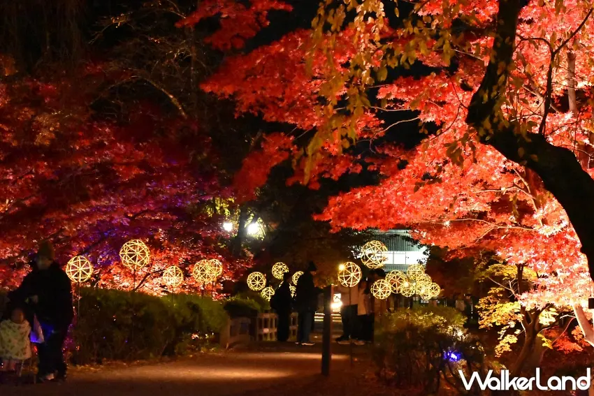 ▲白天賞楓還不夠,弘前城晚上直接變身夢幻紅葉秘境!整片火紅楓葉在燈光映照下更加鮮豔,搭配步道旁一顆顆溫暖發亮的竹編燈飾,讓夜間散步也成為秋季旅行最值得期待的行程。圖/弘前市提供;窩客島整理