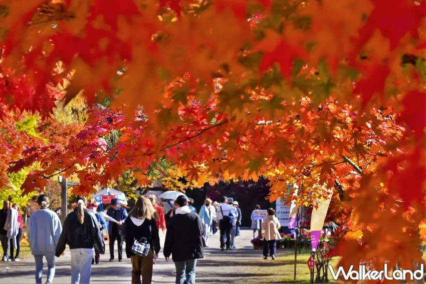 ▲一走進弘前公園就被滿滿紅葉包圍!頭頂大片楓葉染上鮮紅與橘黃色彩,陽光穿過層層葉片灑落步道,光是沿著樹下慢慢散步,就能感受日本東北秋季特有的浪漫景色,喜歡賞楓的旅人一定要收藏。圖/弘前市提供;窩客島整理