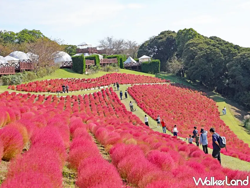 ▲日本千葉母親牧場8,000株掃帚草進入秋季紅葉最盛期,一顆顆圓滾滾的紅色毛球鋪滿整座山坡,沿著步道散步就像走進紅色花海,隨手拍都是秋季限定美景。圖/母親牧場提供;窩客島整理