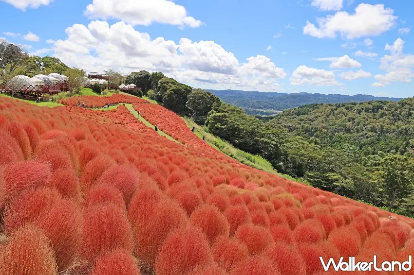 ▲紅色花海配上遠方層層山巒,這畫面真的太療癒。母親牧場的掃帚草沿著山坡綿延展開,從高處還能遠眺南房總山景,把紅色毛球花海與秋季山林一次收入鏡頭。圖/母親牧場提供;窩客島整理