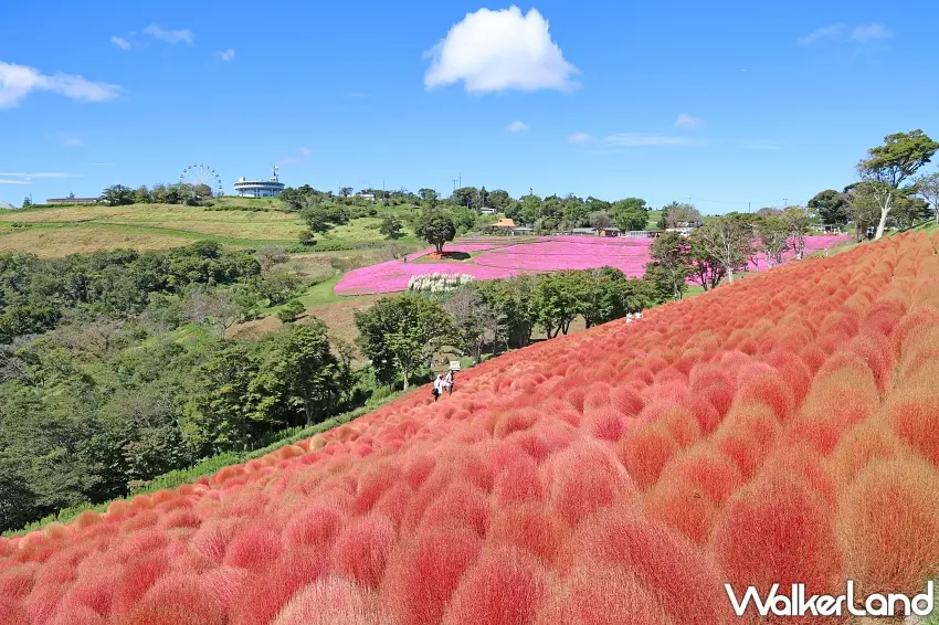 ▲原來日本秋季花海還能這樣拍。母親牧場的紅色掃帚草沿著山坡延伸,遠方還能看見大片粉紅色「桃色吐息」花田,紅色與粉色交錯的景色,讓整座牧場充滿繽紛層次。圖/母親牧場提供;窩客島整理