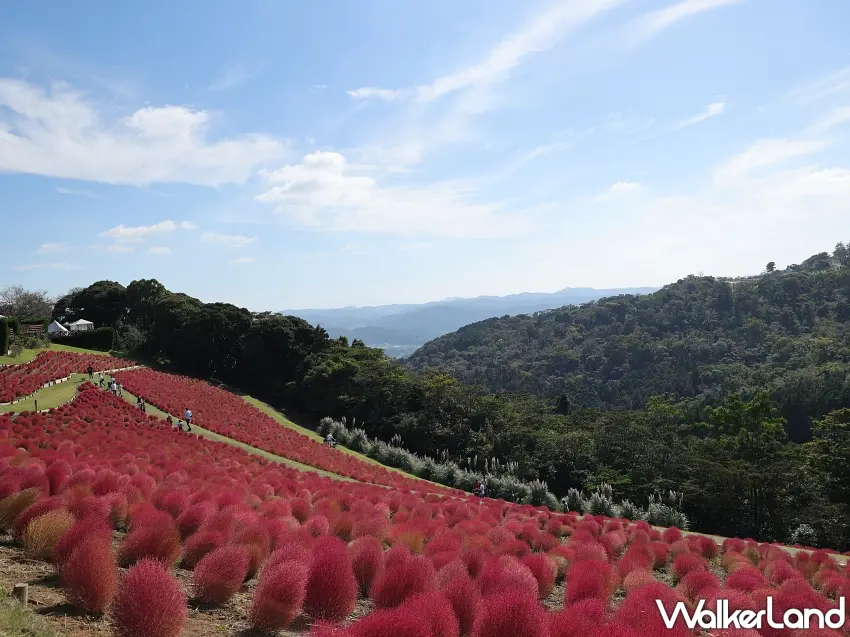▲想拍出與眾不同的紅色花海,就把鏡頭轉向遠方山景。母親牧場的掃帚草順著山坡整齊排列,鮮紅色毛球與綠色山林形成鮮明對比,連遠方綿延的山巒都成了天然背景。圖/母親牧場提供;窩客島整理