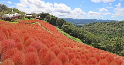 日本千葉8,000株掃帚草紅成毛球海！母親牧場整片山坡染成鮮紅色，10月20日前必看秋季限定美景