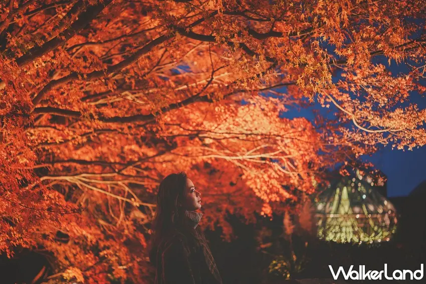 ▲抬頭就是滿滿的火紅楓葉！神戶布引香草園夜間點燈把整片樹林照得通紅，站在楓樹下欣賞光影變化，還能把後方發亮的玻璃溫室一起拍進畫面。圖／神戶布引香草園提供；窩客島整理