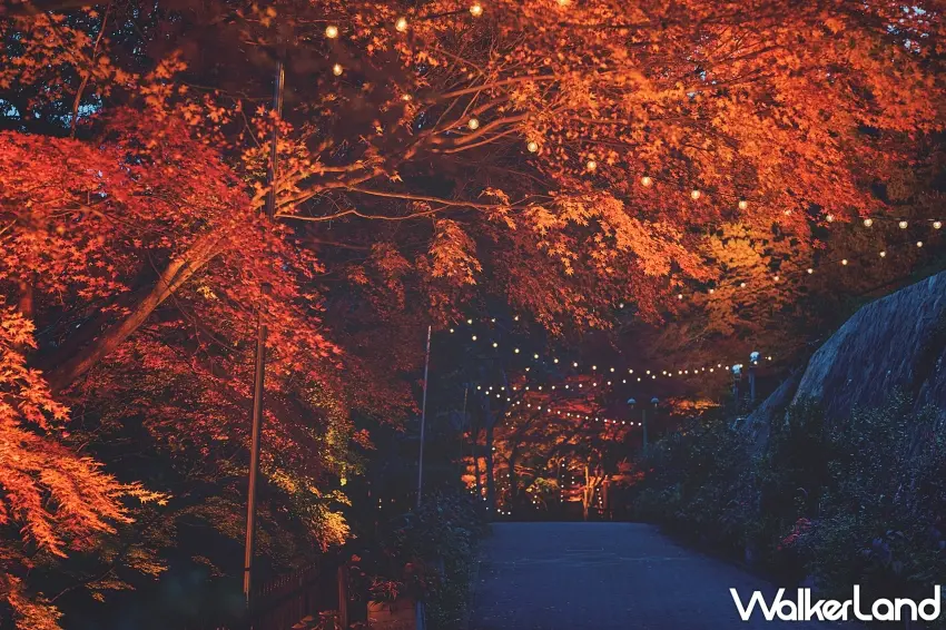 ▲神戶賞楓必拍的夢幻步道！今年光之迴廊擴大至220公尺，沿途紅葉在燈光照射下變成橘紅色，頭頂還有一串串暖黃燈泡，走進去就像被整片秋季燈海包圍。圖／神戶布引香草園提供；窩客島整理