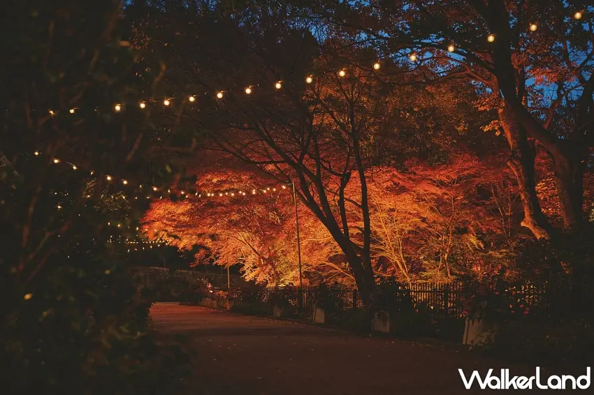▲晚上來賞楓真的別有一番風景！彎曲的園區步道一路延伸，兩側樹木被燈光染成火紅色，頭頂則是點點星光般的燈飾，沿著步道慢慢散步，就能欣賞不同角度的紅葉夜景。圖／神戶布引香草園提供；窩客島整理