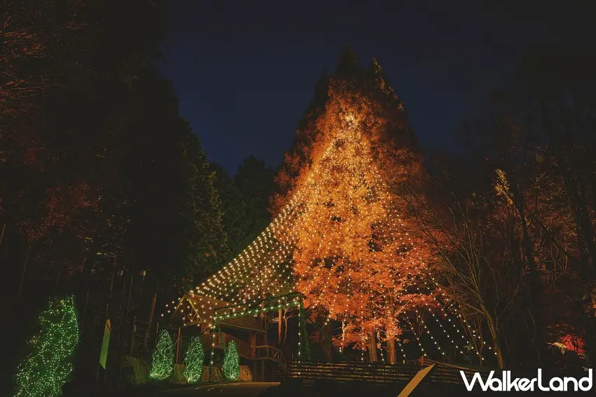 ▲神戶聖誕節最吸睛的巨型聖誕樹就在這裡！高達25公尺的水杉披上滿滿金黃色燈光，從樹頂一路延伸的燈串宛如星光瀑布，周圍還有閃亮的綠色聖誕造景，整片森林瞬間變成浪漫的聖誕世界。圖／神戶布引香草園提供；窩客島整理
