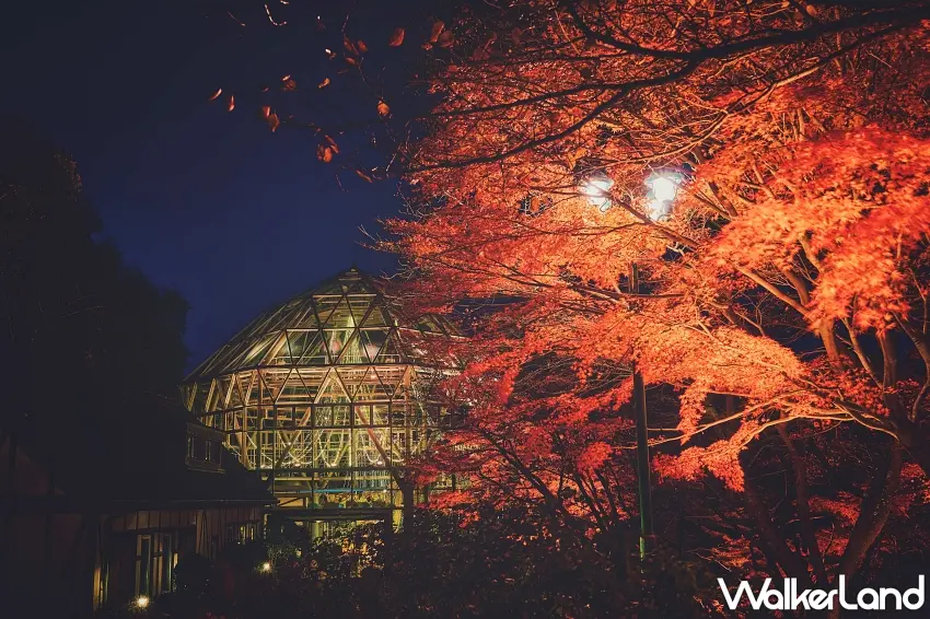 ▲晚上來賞楓真的別有一番風景！彎曲的園區步道一路延伸，兩側樹木被燈光染成火紅色，頭頂則是點點星光般的燈飾，沿著步道慢慢散步，就能欣賞不同角度的紅葉夜景。圖／神戶布引香草園提供；窩客島整理