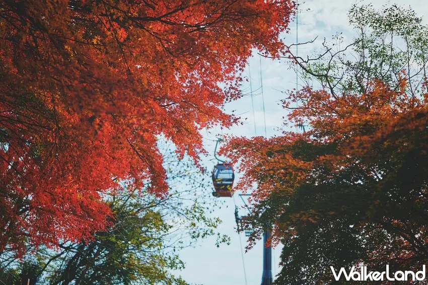 ▲日本賞楓不一定只能走在樹林裡！神戶布引纜車穿梭在火紅楓葉之間，兩側樹枝自然形成紅葉取景框，鮮豔的纜車車廂從中間經過，讓山林秋色多了幾分動態美感，也是神戶秋季旅行值得收藏的畫面。圖／神戶布引香草園提供；窩客島整理