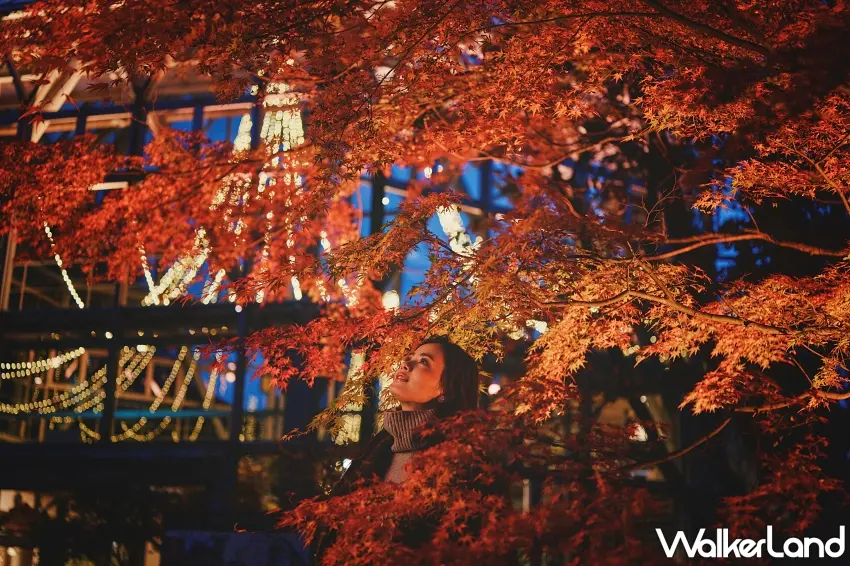 ▲神戶秋天最夢幻的畫面就是紅葉與聖誕燈海一起出現！整片楓葉被暖色燈光照得通紅，背後還有玻璃溫室與閃亮燈飾，站在紅葉樹下抬頭欣賞，彷彿提前走進聖誕節的浪漫童話場景。圖／神戶布引香草園提供；窩客島整理