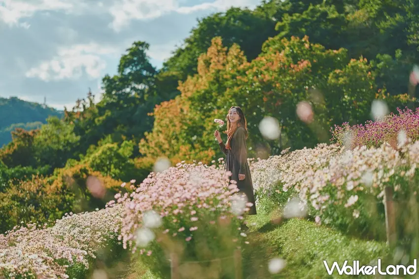 ▲神戶秋天直接美成粉紅仙境。布引香草園整片波斯菊沿著山坡綻放,走進花海就被粉嫩花朵包圍,搭配遠方逐漸轉色的山林,隨手拍都是浪漫秋日大片。圖/神戶布引香草園提供;窩客島整理