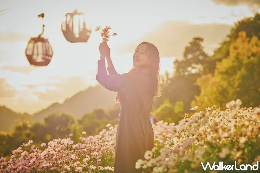 ▲神戶布引香草園最浪漫的時刻就在夕陽時分。金黃色陽光灑進波斯菊花田,粉嫩花朵染上溫暖光澤,連遠方山林都變得柔和,和白天的清新花海完全是不一樣的感覺。圖/神戶布引香草園提供;窩客島整理