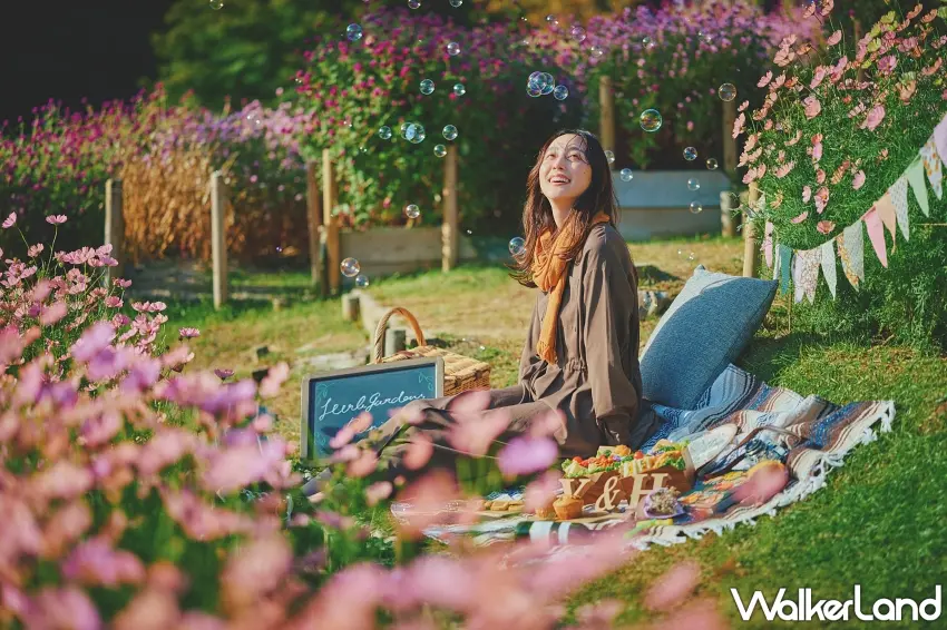 ▲整個人被粉紅波斯菊包圍也太浪漫。神戶布引香草園的花海從腳邊一路延伸到遠方,粉嫩、奶油白與淡橘色花朵層層交錯,站進花田步道就能拍出滿滿秋季氛圍的夢幻美照。圖/神戶布引香草園提供;窩客島整理