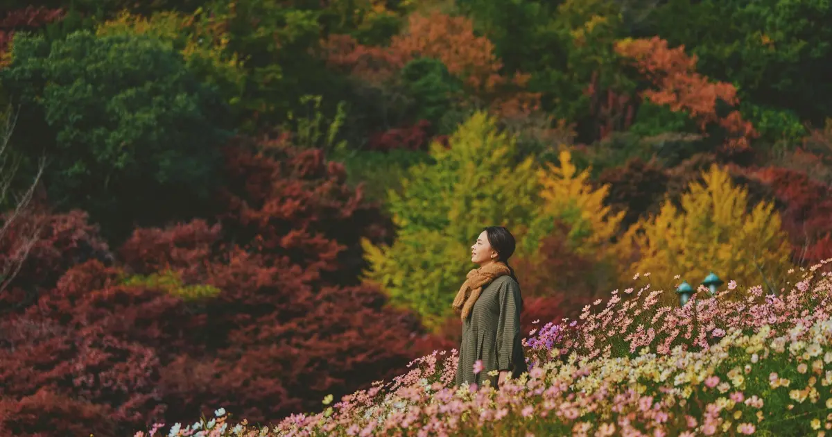 神戶秋天美成粉紅仙境！7,200株波斯菊花海盛開至12月，搭纜車賞夕陽花田、歐風小屋與浪漫紅葉一次收集