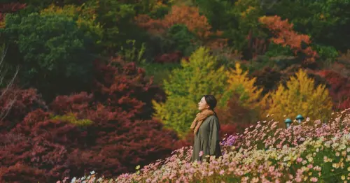 神戶秋天美成粉紅仙境！7,200株波斯菊花海盛開至12月，搭纜車賞夕陽花田、歐風小屋與浪漫紅葉一次收集