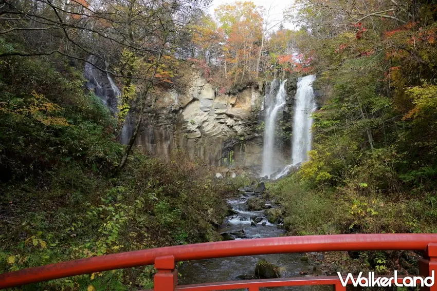 ▲北海道賞楓還能順便追瀑布！瀧野鈴蘭丘陵公園的「阿西里別瀑布」被金黃與橘紅色樹林包圍，兩道白色水流從岩壁傾瀉而下，搭配溪谷秋景超有氣勢，10月晴朗早晨還有機會遇見瀑布彩虹。圖／國營瀧野鈴蘭丘陵公園提供；窩客島整理