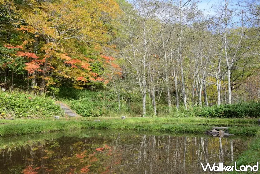 ▲沒想到北海道賞楓還能拍到這麼清新的水中倒影！瀧野鈴蘭丘陵公園森林西區藏著一片水田，秋季稻作收割後，平靜水面映出金黃樹林與橘紅楓葉，連白樺樹影都清晰可見，讓人想停下腳步多欣賞一會兒。圖／國營瀧野鈴蘭丘陵公園提供；窩客島整理