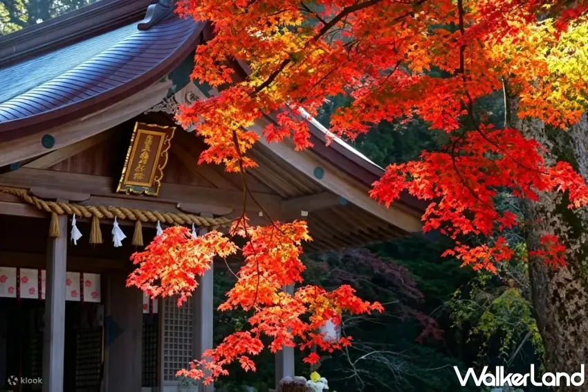 ▲日本九州賞楓美景太迷人！走進由布院一日遊途經的灶門神社，鮮紅與橘黃色楓葉交織在傳統神社屋簷旁，隨手一拍都是滿滿秋日氛圍。Klook指定賞楓一日遊早鳥還享8折優惠，想收藏日本秋季限定美景可以先安排。圖／Klook提供；窩客島整理