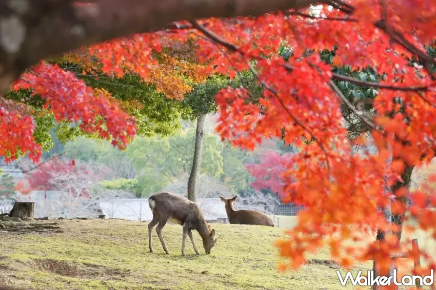 ▲奈良賞楓最療癒的畫面就是這一幕！火紅楓葉下，小鹿悠閒地低頭吃草，另一隻則靜靜坐在草地上休息，滿滿秋日氛圍讓人捨不得離開。安排京都奈良一日遊，除了欣賞古都風景，還能把小鹿與紅葉同框的可愛畫面一起收藏。圖／Klook提供；窩客島整理