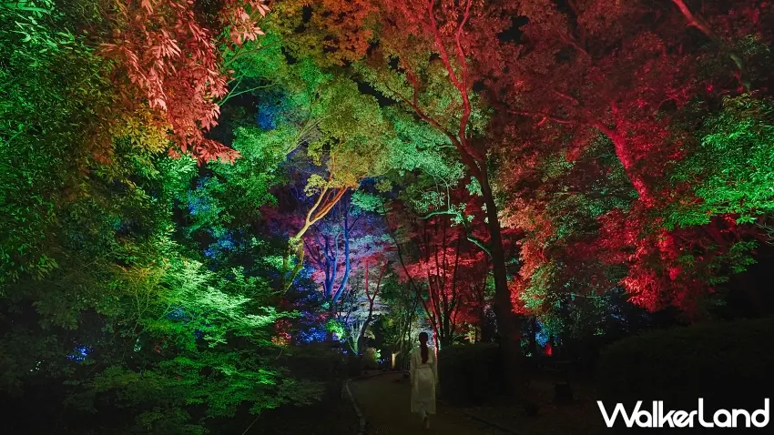 ▲東京夜晚竟然有這麼浪漫的森林!teamLab「共鳴之樹」讓原本靜謐的樹林染上紅色、綠色與藍色光影,當有人靠近時,樹木就會亮起並發出聲音,接著一棵接著一棵產生回應,漫步其中就像走進會呼吸的奇幻森林。圖/teamLab提供;窩客島整理