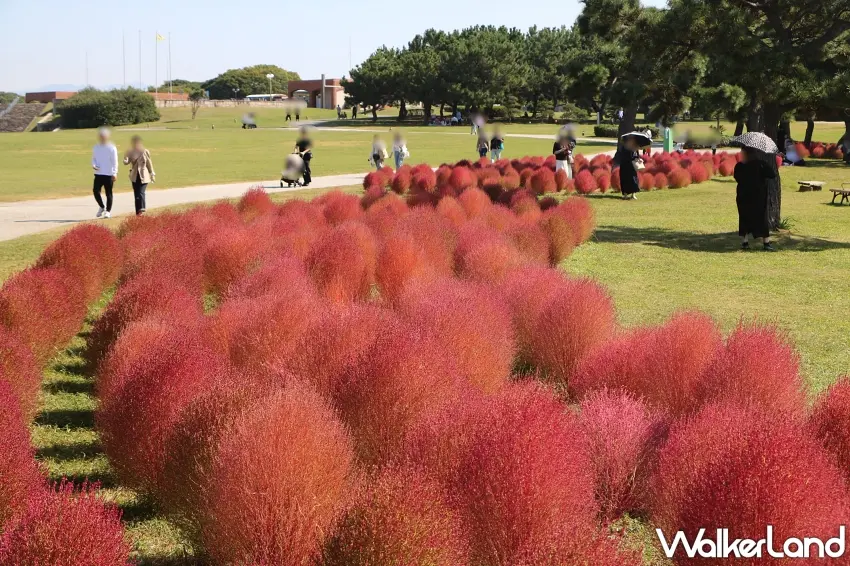 ▲福岡賞花還能吃限定甜點。海之中道海濱公園推出掃帚草聖代,抹茶霜淇淋搭配微苦焙茶果凍與粉嫩糰子,另一款紅色掃帚草氣泡飲也超吸睛,賞完紅色花海再來一份剛剛好。圖/海之中道海濱公園提供;窩客島整理