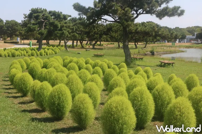 ▲原來掃帚草夏天長這樣。海之中道海濱公園的掃帚草在8月還是一顆顆翠綠色毛球,整齊排列在草地上,搭配周圍松樹與湖畔景色格外清新,到了秋天才會逐漸換上鮮紅色外衣。圖/海之中道海濱公園提供;窩客島整理
